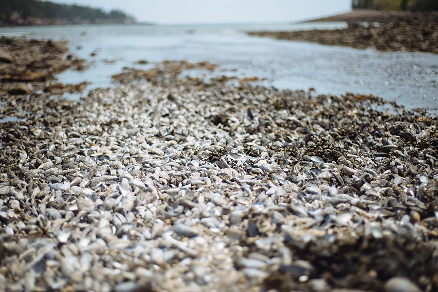 Acadia National Park | Maine Destination Wedding Photographer_0169